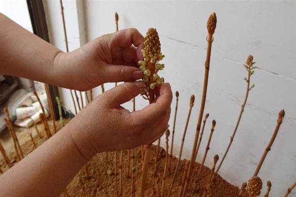 天麻的花粉拌萌发菌能存放多久，一般可以放置1个月左右