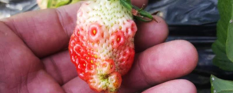 草莓畸形的原因，可能是温度不适或施肥不当所致