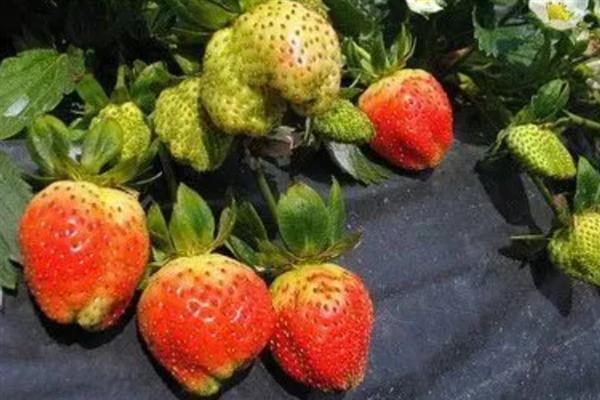 草莓畸形的原因，可能是温度不适或施肥不当所致