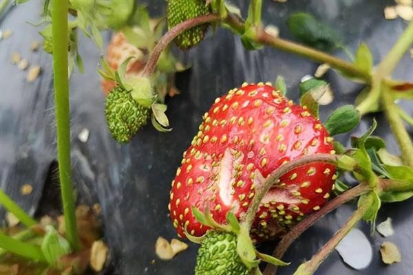 草莓畸形的原因，可能是温度不适或施肥不当所致