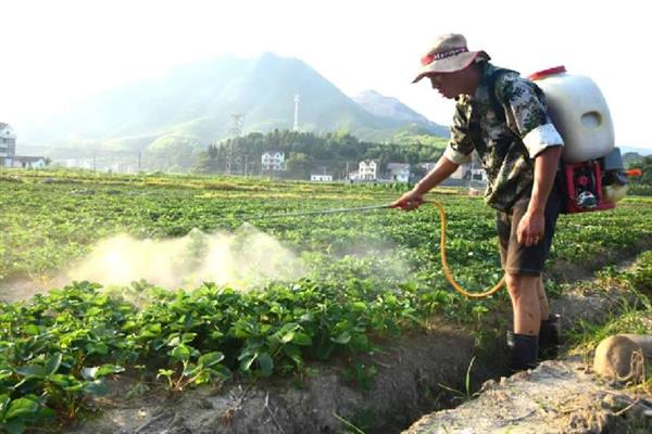 草莓畸形的原因，可能是温度不适或施肥不当所致