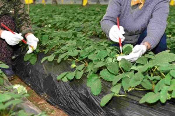草莓畸形的原因，可能是温度不适或施肥不当所致
