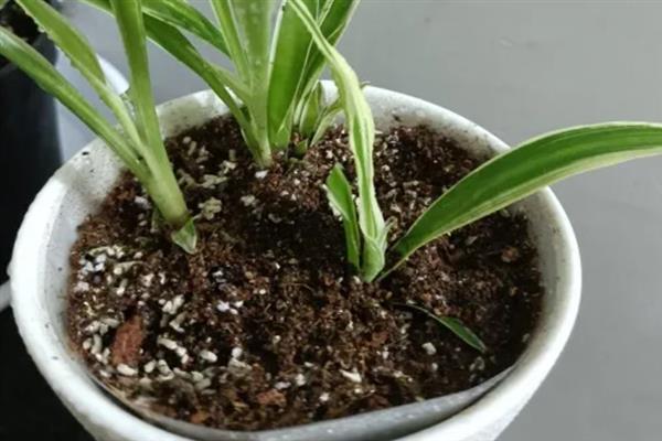 如何养殖吊兰，春末到秋初每隔7-10天追肥一次