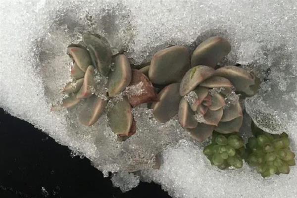 土培的多肉能不能水培，定期换水才能保持干净清洁
