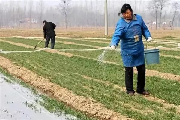 小麦后期的管理技术，应当追施适量的叶面肥