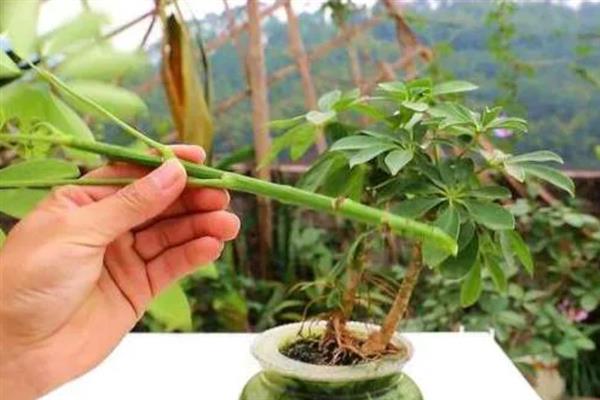 鸭脚木如何扦插，春秋季均可进行