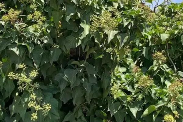 常春藤的开花时间，一般在9-11月份开放