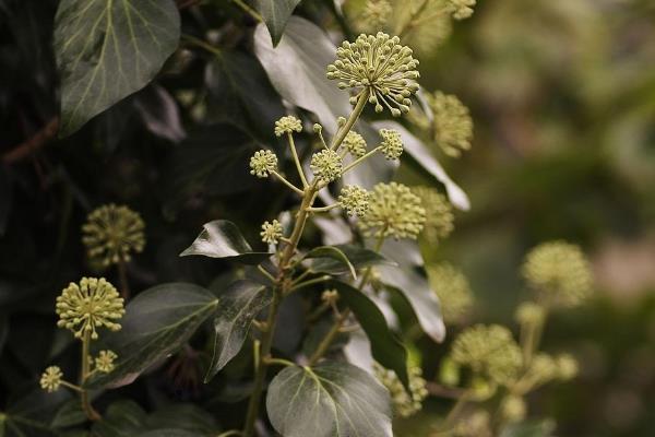 常春藤的开花时间，一般在9-11月份开放