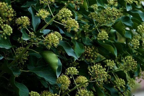常春藤的开花时间，一般在9-11月份开放