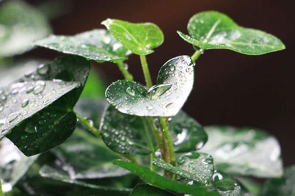 常春藤的开花时间，一般在9-11月份开放