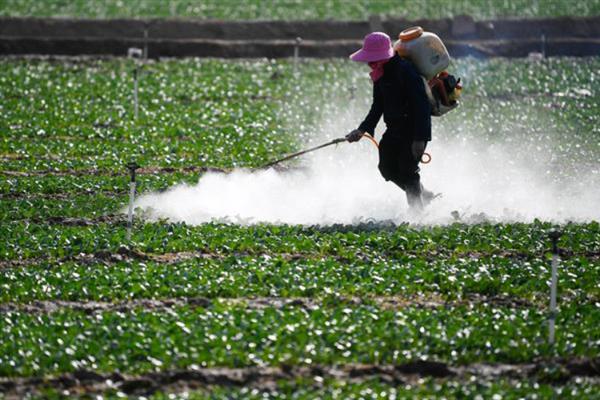 多抗霉素的作用,可用于粮食作物的病害防治