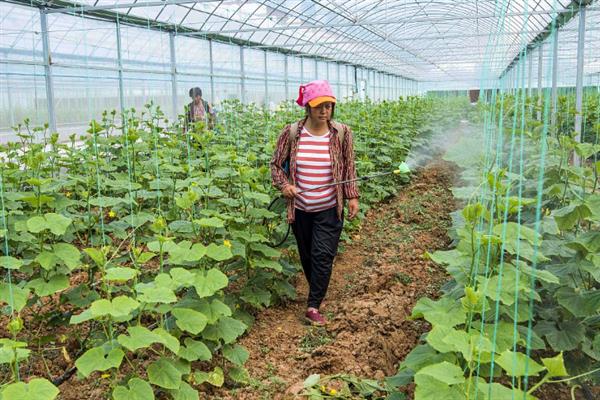 多抗霉素的作用,可用于粮食作物的病害防治