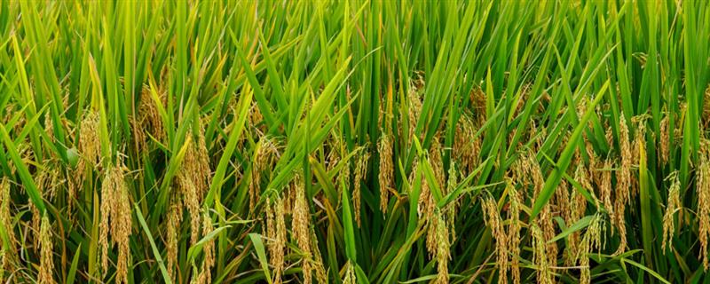 杂交水稻的意义,使得国人可以吃饱饭