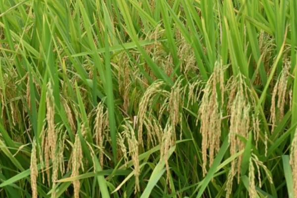 杂交水稻的意义,使得国人可以吃饱饭