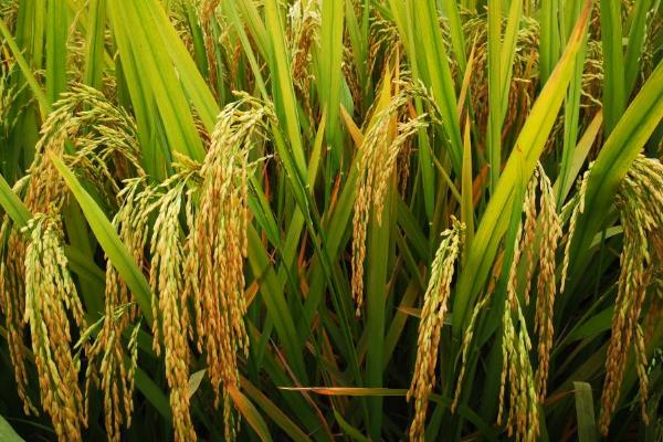 杂交水稻的意义,使得国人可以吃饱饭