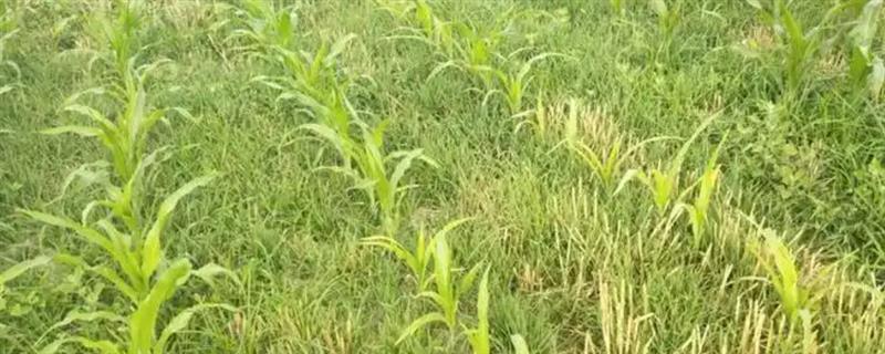 玉米地杂草太多会影响产量吗，会影响产量