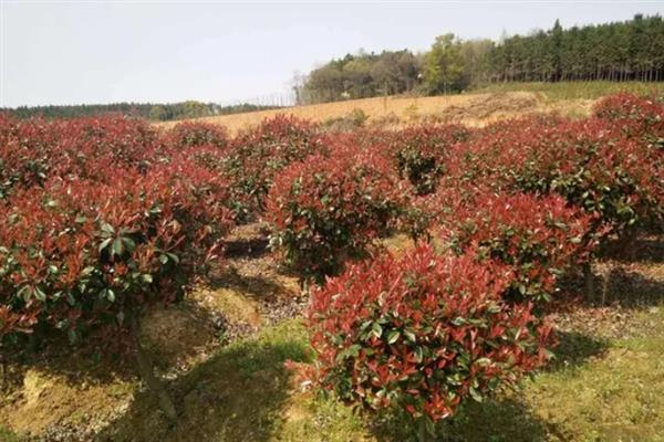 在院中栽培红叶石楠代表什么，寓意家庭和谐、幸福安康、事业红红火火