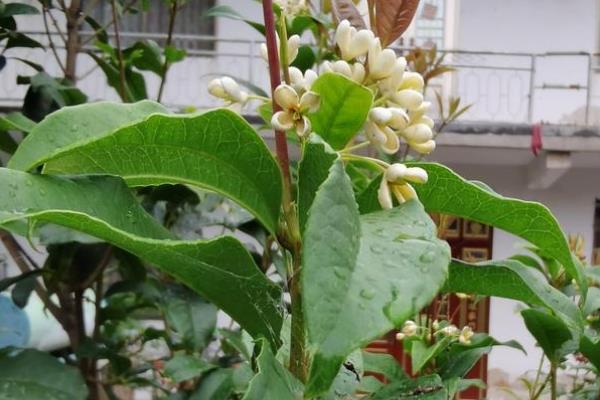 桂花叶子发黄叶子尖上枯萎的原因，可能是光照过强或施肥过多所致