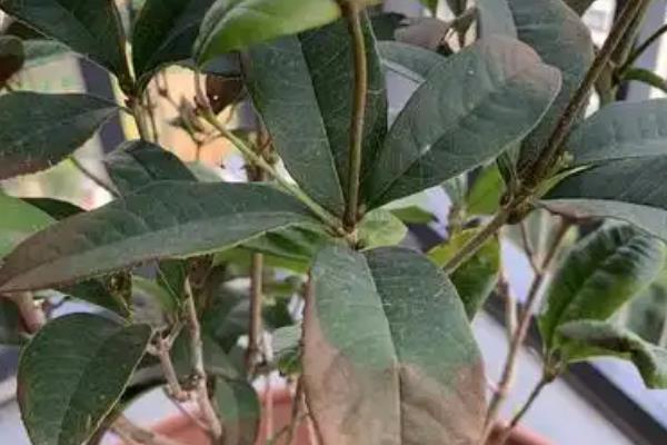 桂花叶子发黄叶子尖上枯萎的原因，可能是光照过强或施肥过多所致