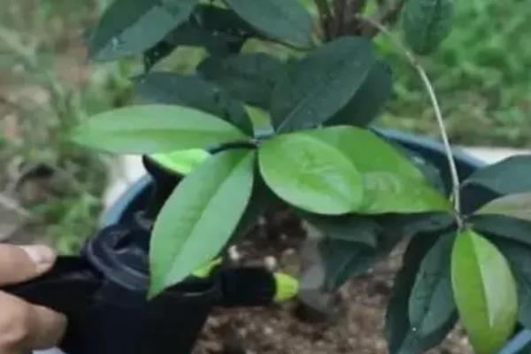 桂花叶子发黄叶子尖上枯萎的原因，可能是光照过强或施肥过多所致