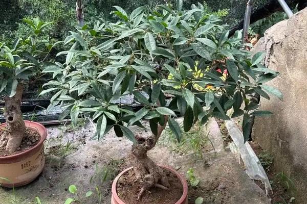 桂花叶子发黄叶子尖上枯萎的原因，可能是光照过强或施肥过多所致