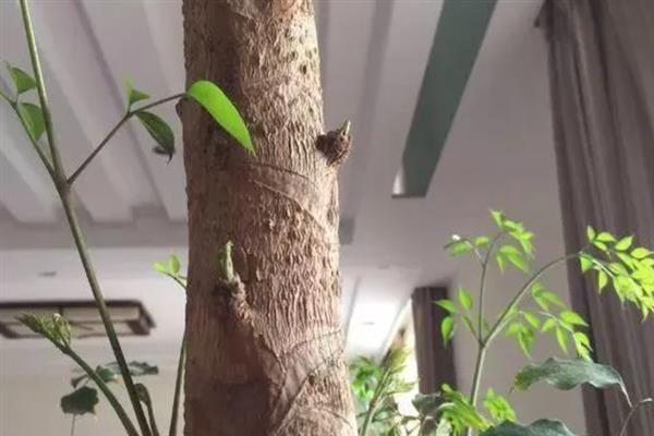 幸福树冻死后天暖会不会生长，根部和主干受冻一般无法救活