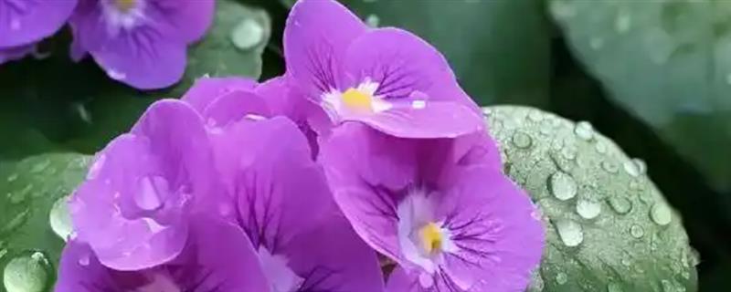 紫罗兰的花语是什么，具有永恒的爱、质朴、高洁等含义