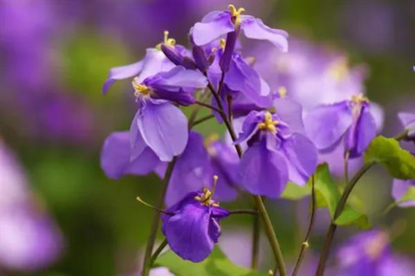 紫罗兰的花语是什么，具有永恒的爱、质朴、高洁等含义