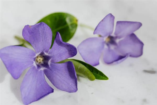 紫罗兰的花语是什么，具有永恒的爱、质朴、高洁等含义
