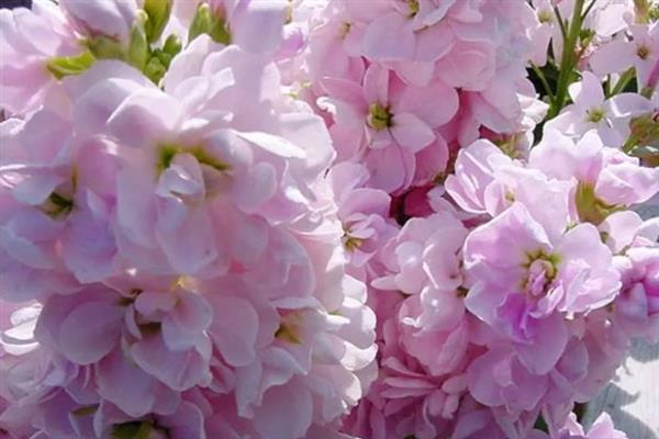 紫罗兰的花语是什么，具有永恒的爱、质朴、高洁等含义