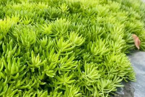 佛甲草怎么种植，每隔2-3天喷一次水