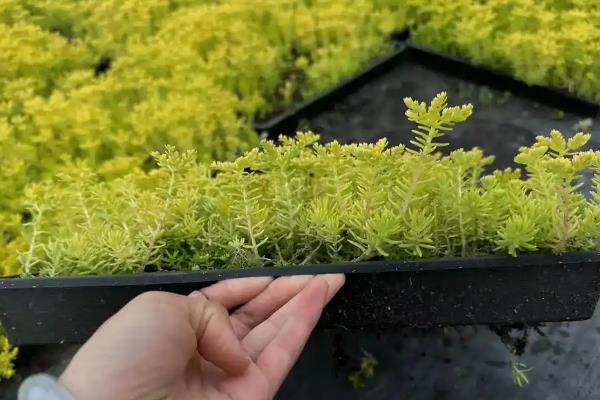 佛甲草怎么种植，每隔2-3天喷一次水