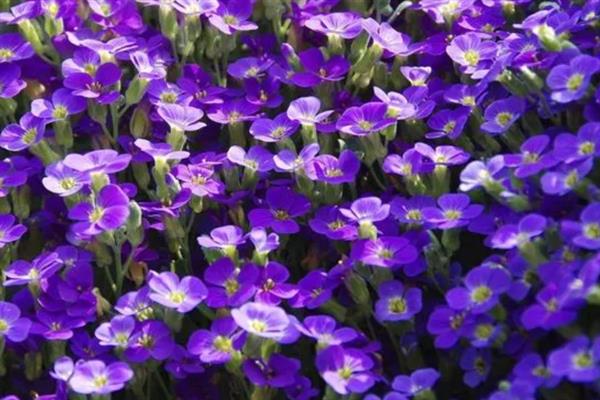 紫罗兰的花语是什么，具有永恒的爱、质朴、高洁等含义