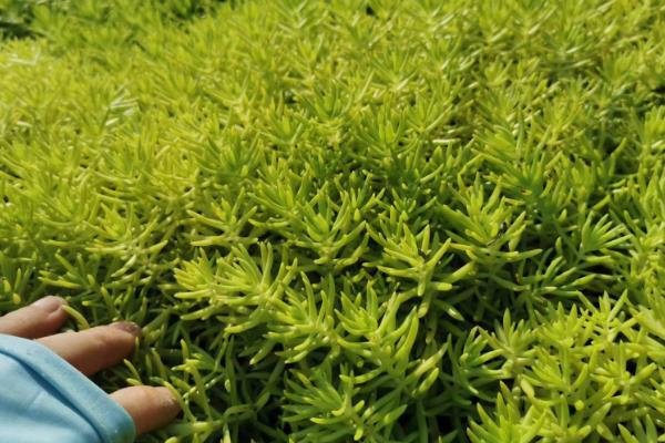 佛甲草怎么种植，每隔2-3天喷一次水