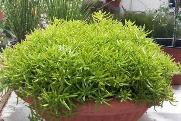 佛甲草怎么种植，每隔2-3天喷一次水