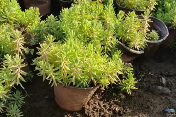佛甲草怎么种植，每隔2-3天喷一次水
