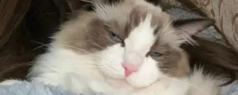 幼猫总是眯眼正常吗，是正常的