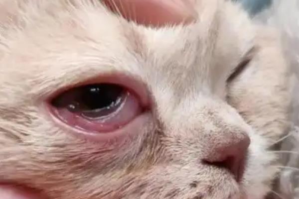 幼猫总是眯眼正常吗，是正常的