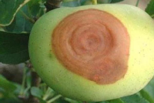苹果轮纹病有什么症状，枝干受害时会出现扁圆形红褐色病斑