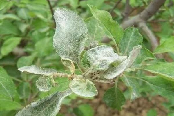 苹果轮纹病有什么症状，枝干受害时会出现扁圆形红褐色病斑