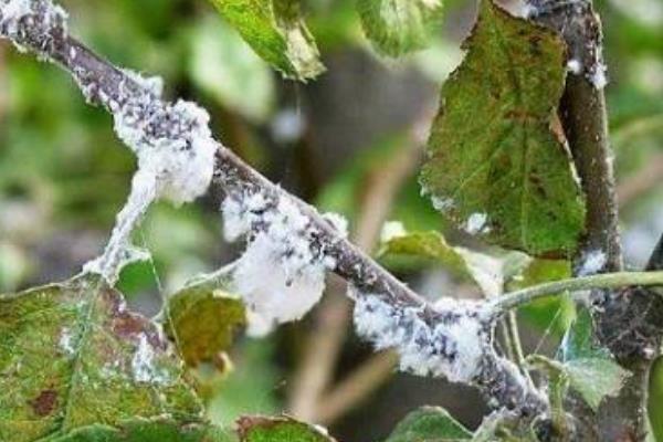 苹果轮纹病有什么症状，枝干受害时会出现扁圆形红褐色病斑