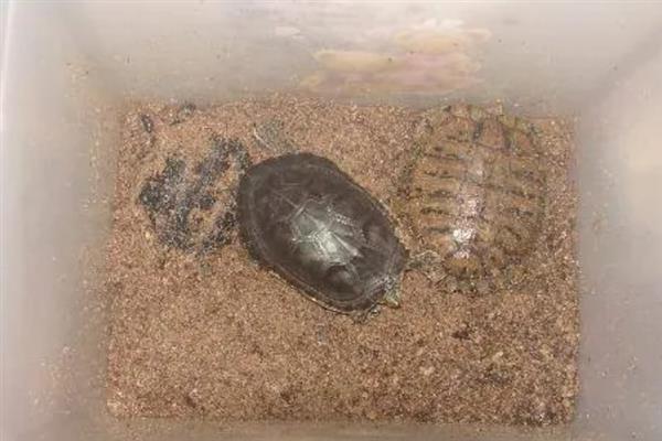 乌龟没水会不会死亡，水栖类乌龟缺水会致死