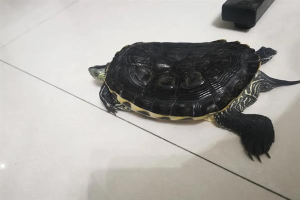 乌龟没水会不会死亡，水栖类乌龟缺水会致死