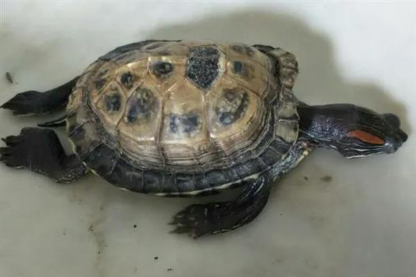 乌龟没水会不会死亡，水栖类乌龟缺水会致死