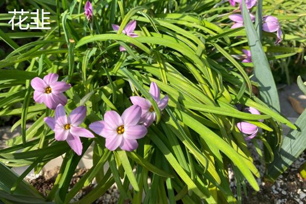 花韭和风雨兰的区别，科属、生长习性、开花时期等方面都不同