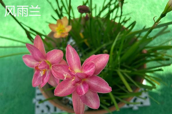 花韭和风雨兰的区别，科属、生长习性、开花时期等方面都不同