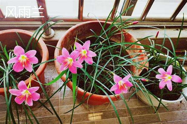 花韭和风雨兰的区别，科属、生长习性、开花时期等方面都不同