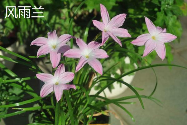 花韭和风雨兰的区别，科属、生长习性、开花时期等方面都不同
