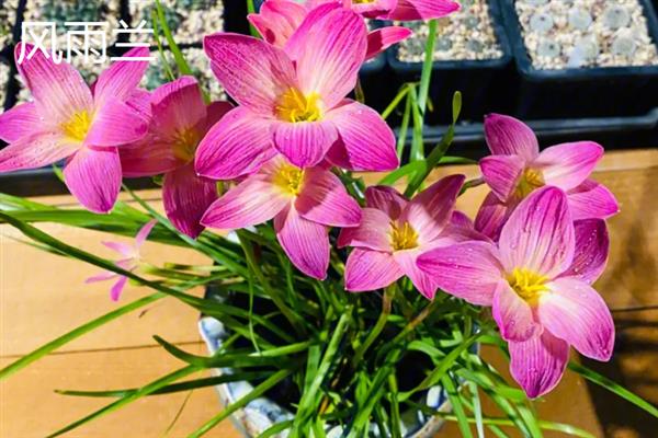 花韭和风雨兰的区别，科属、生长习性、开花时期等方面都不同