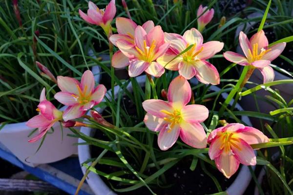 花韭和风雨兰的区别，科属、生长习性、开花时期等方面都不同